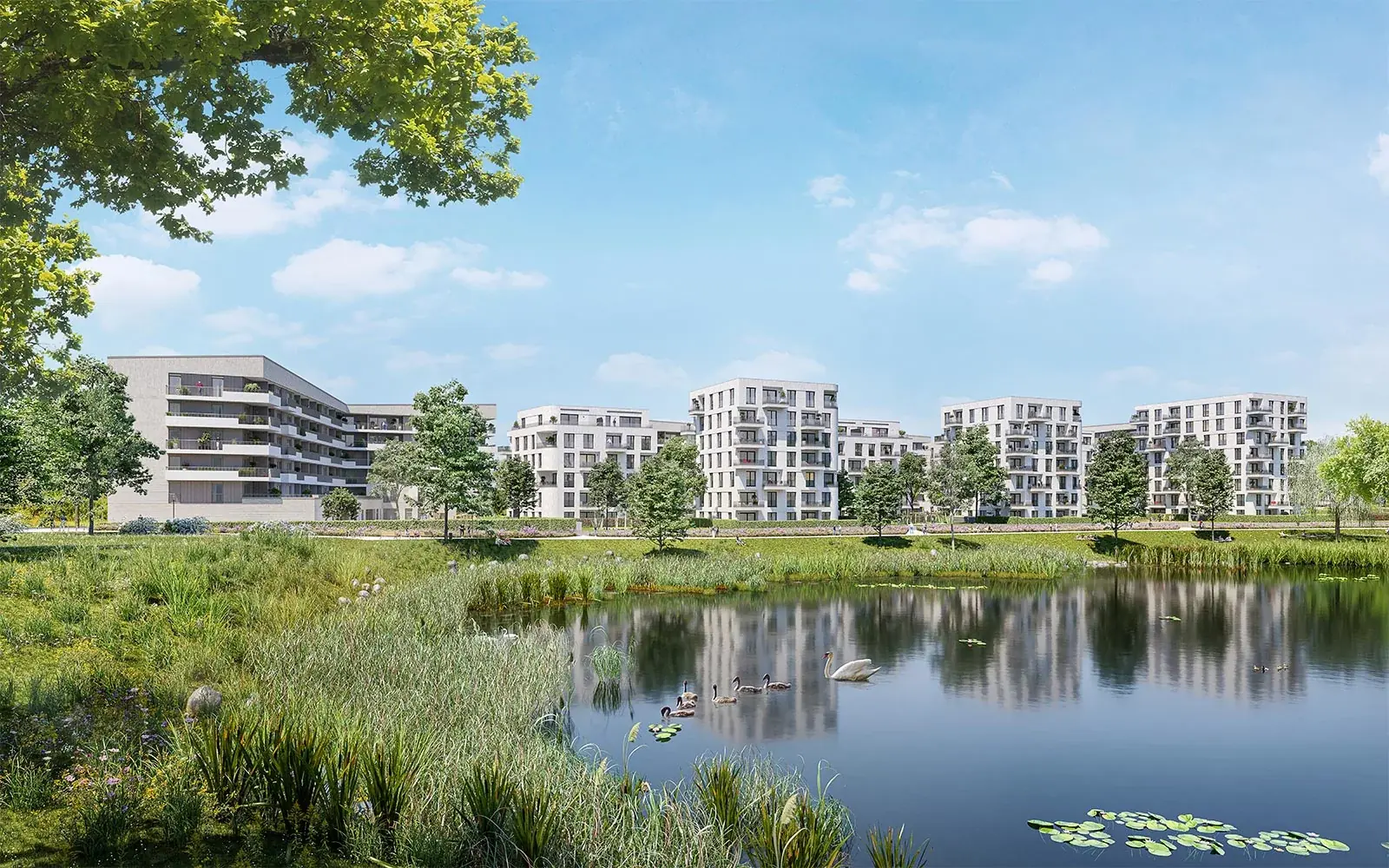 Pandion Albertussee, Düsseldorf